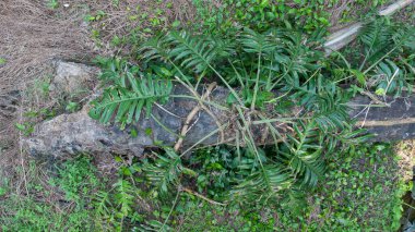 Vahşi yapraklı canavarın hava manzarası. 