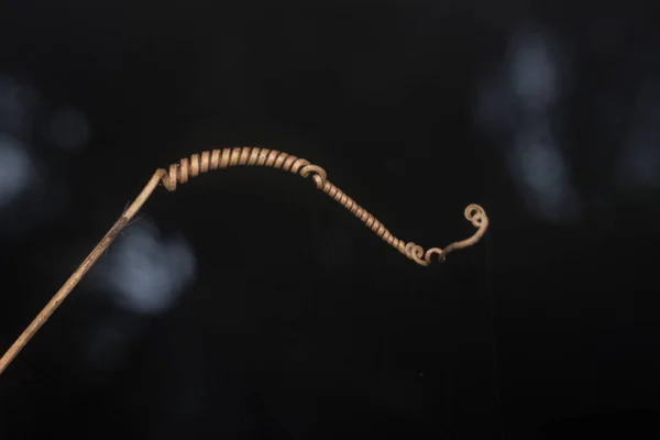 Lovitura Aproape Tendril Viță Vie Mort — Fotografie, imagine de stoc