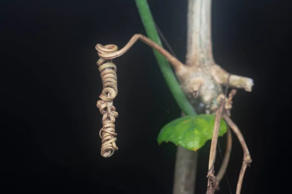 Tiro Perto Tendril Videira Morto — Fotografia de Stock