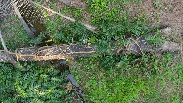 野生の緑豊かなモンスターの空中の景色は — ストック写真