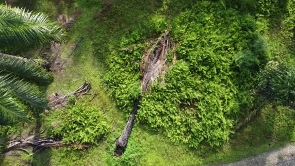 Vue Aérienne Sur Pré Fougère Tête Violon — Video