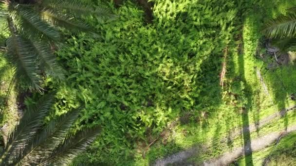 Aerial View Fiddlehead Fern Meadow — Stock Video