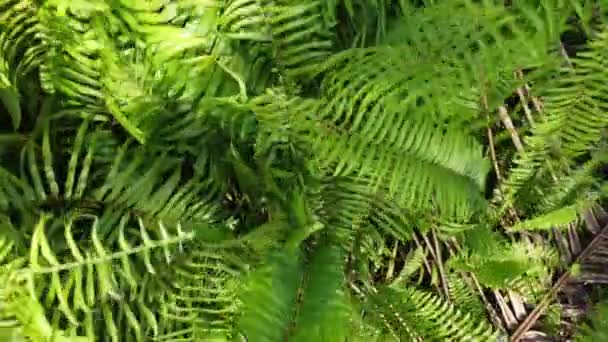 Aerial View Fiddlehead Fern Meadow — Stock Video