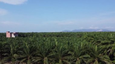 Palmiye plantasyonundan kasabaya giden kırsal yolun havadan görüntüsü..