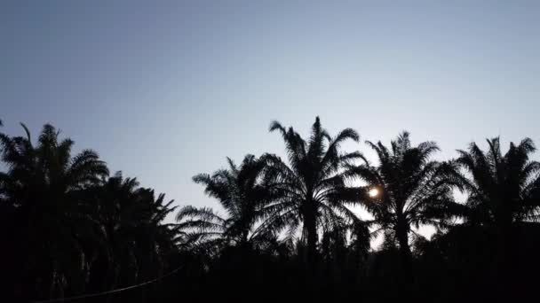 Luftaufnahme Des Hellen Morgenhimmels Mit Dunklem Wedel Palmblatt — Stockvideo