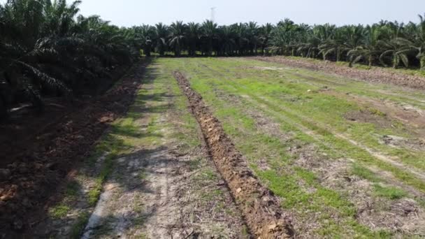 Scène Aérienne Une Seule Rangée Terres Labourées Ferme Vacante — Video