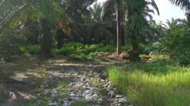 Birkaç sokak köpeği çiftlikte başıboş dolaşıyordu..