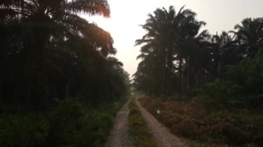 Sokak köpeği karanlık yolda başıboş dolaşıyor..