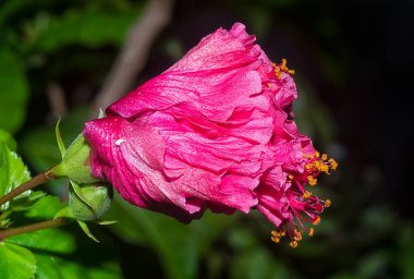 Yakın plan çekimde amberçiçeği rosa-sinensis 'in çift kırmızı çiçeği