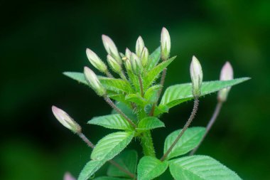 Küçük asiaticday commelina çiçeğinin yakın çekimi.