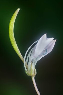 Küçük asiaticday commelina çiçeğinin yakın çekimi.