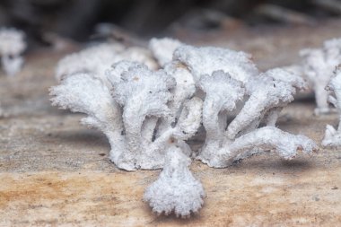 Beyaz ölü orman mantarlarının yakın çekimi.