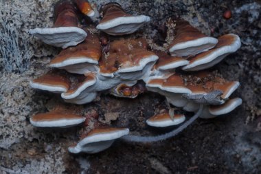 Ganoderma applanatum ahşap çürüme mantarı..