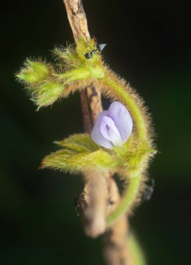Krematogaster karıncalarla yakın plan Glycine tabacina çiçeği.