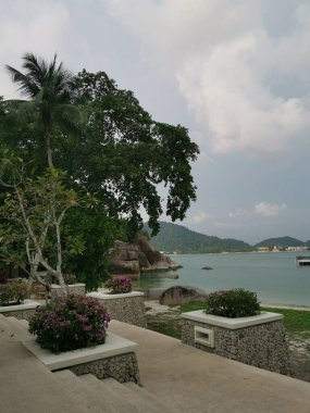 Yağmur ormanlarının yapraklı dalları sahile doğru sarkmaktadır..