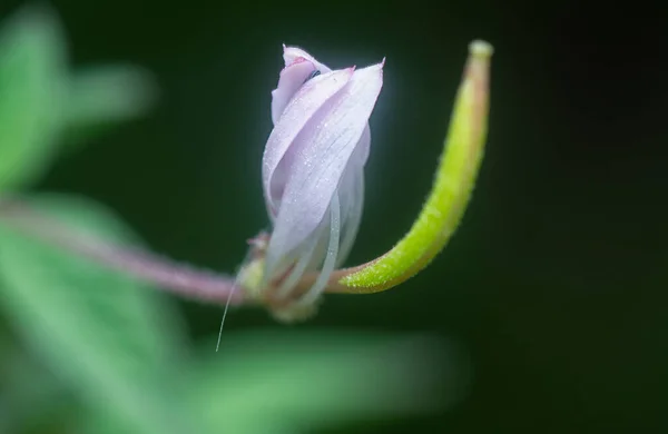 Tiro Cerca Diminuta Flor Comelina Asiaticday — Foto de Stock