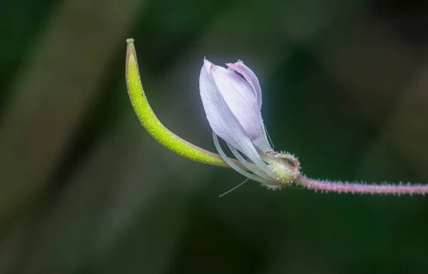 Tiro Cerca Diminuta Flor Comelina Asiaticday — Foto de Stock