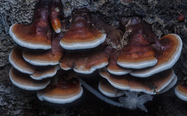 Ganoderma Applanatum Fungo Decaimento Madeira — Fotografia de Stock