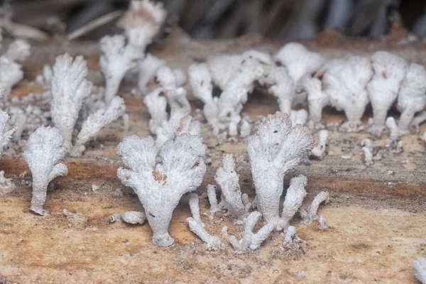 Close Shot White Dead Wood Fungi — Stock Photo, Image