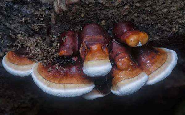 Ganoderma Applanatum Champignon Pourriture Bois — Photo