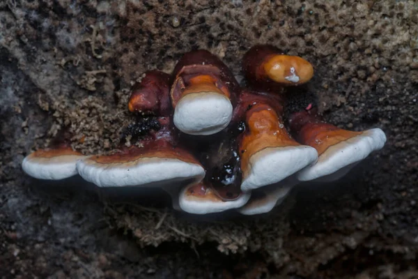 Ganoderma Applanatum Fungo Decaimento Madeira — Fotografia de Stock