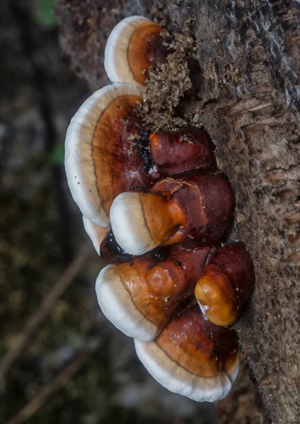 Ganoderma Applanatum Hongo Descomposición Madera —  Fotos de Stock