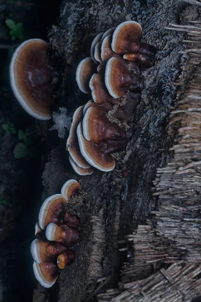 Ganoderma Applanatum Grzyb Rozkładu Drewna — Zdjęcie stockowe