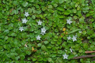 Küçük beyaz cücenin sabah zaferlerinin yakın çekimi.