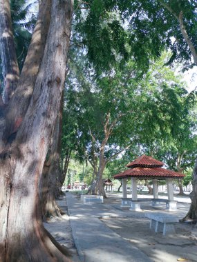 Sahildeki parkın etrafında büyük bir yağmur ormanı ağacı gövdesi.