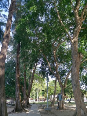 Sahildeki parkın etrafında büyük bir yağmur ormanı ağacı gövdesi.