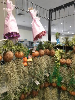 Perak, Malezya. 24 Mart 2022: Aeon Çiçek tezgahı süpermarketi Sri Manjung 'da çeşitli taze bromeliad bitkileri ve çiçekler sergileniyor ve satılıyor.