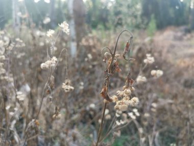 Çayırdaki kurutulmuş Ageratum Conyzoides otu.