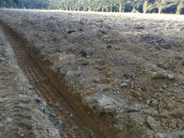 Çiftlikteki tarlaların olduğu yer..