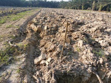Çiftlikteki tarlaların olduğu yer..