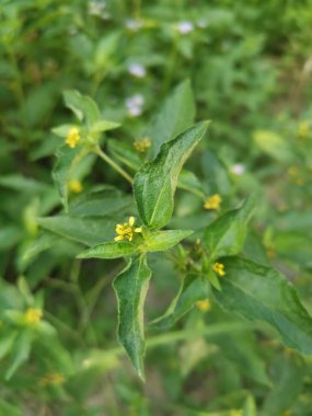 Küçük sarı sindrella nodiflora otu.