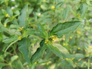 Küçük sarı sindrella nodiflora otu.