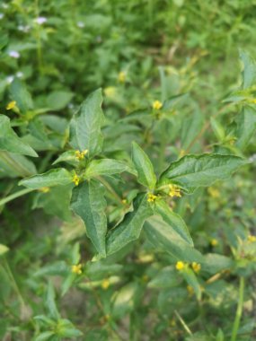 Küçük sarı sindrella nodiflora otu.