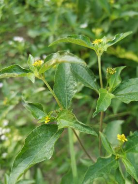 Küçük sarı sindrella nodiflora otu.