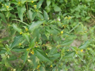 Küçük sarı sindrella nodiflora otu.