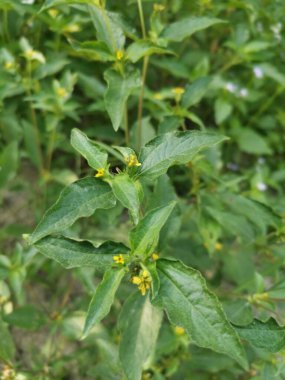 Küçük sarı sindrella nodiflora otu.