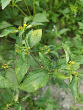 Küçük sarı sindrella nodiflora otu.