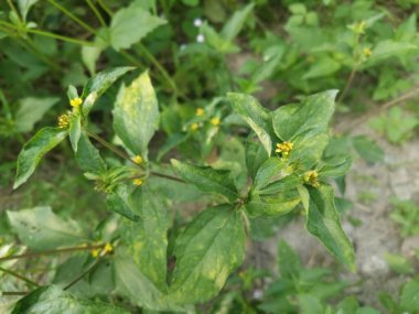 Küçük sarı sindrella nodiflora otu.