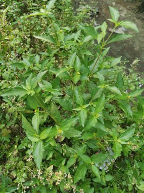 Küçük sarı sindrella nodiflora otu.