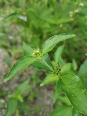 Küçük sarı sindrella nodiflora otu.