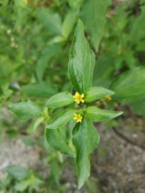 Küçük sarı sindrella nodiflora otu.