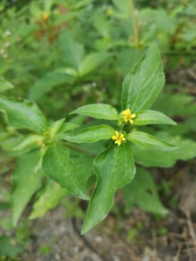 Küçük sarı sindrella nodiflora otu.