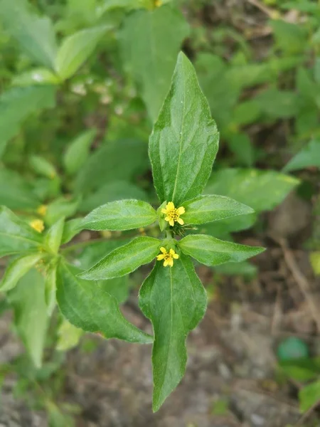 Küçük sarı sindrella nodiflora otu.