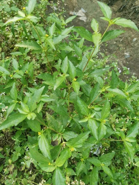 Küçük sarı sindrella nodiflora otu.