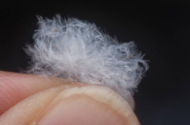 Tek bir güzel beyaz kuş tüyü 