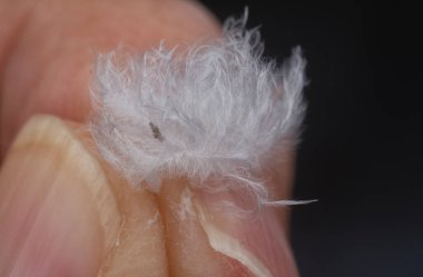 Tek bir güzel beyaz kuş tüyü 